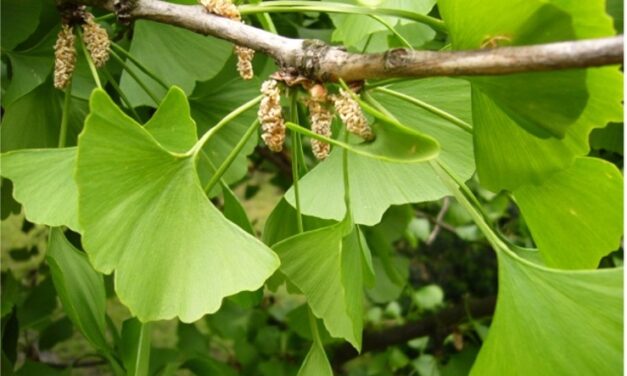 Le ginkgo biloba, c’est un peu comme Agnan dans le Petit Nicolas.