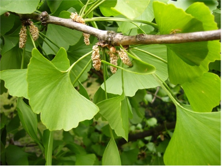 Le ginkgo biloba, c’est un peu comme Agnan dans le Petit Nicolas.